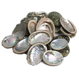 10 Abalone shells