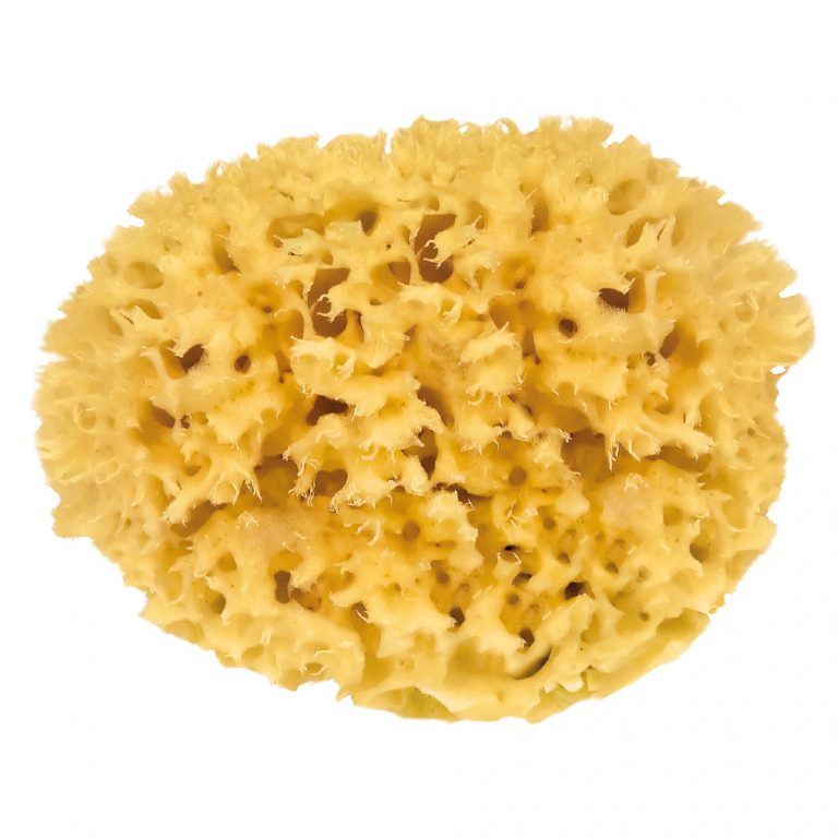 Packaged Natural Sponge, B2B